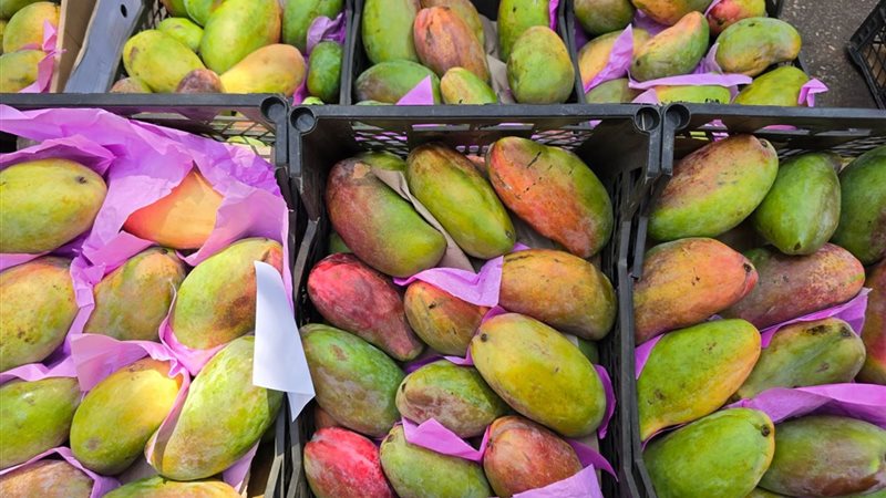 أسعار المانجو اليوم، زينة الفواكه تصالح المصريين بانخفاض يصل إلى 17 جنيها